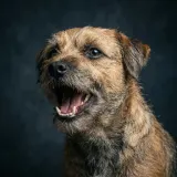 Small Terrier Barking Repeatedly sound effect artwork