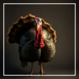 Turkey Gobbling Vocal Call sound effect artwork