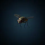 Housefly Buzzing in Circles sound effect artwork