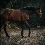 Horse Walking Slowly on Gravel sound effect artwork