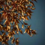 Wind Gust Rustling Dry Dead Leaves sound effect artwork