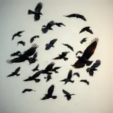 Crow Flock Calls and Scatters sound effect artwork