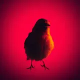 New Follower Notification Chirp sound effect artwork