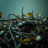 Crawling Through Twigs and Leaves sound effect artwork