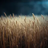 Walking Through Tall Dry Grass sound effect artwork