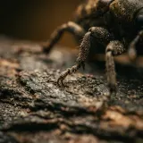 Tiny Insect Scuttling Claws sound effect artwork