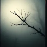 Tree Branch Scratching Window sound effect artwork