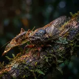 Jungle Crickets and Cicadas at Dusk sound effect artwork