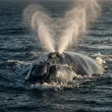 Right Whale Blowing at Sea sound effect artwork