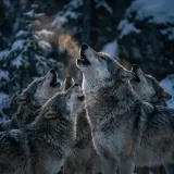 Wolf Pack Howling Chorus sound effect artwork