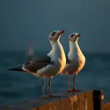 Seaside Seagulls Calling Together sound effect artwork