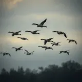 Migrating Geese Honking Overhead sound effect artwork
