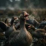 Agitated Flock of Geese Honking sound effect artwork