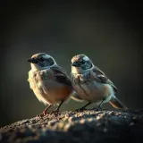 Hedge Sparrows Chirping Together sound effect artwork