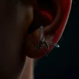 Mosquito Buzz Near Ear sound effect artwork