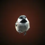 Tiny Chickadee Calling Notes sound effect artwork