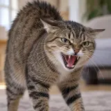 Angry Cat Hiss and Yowl