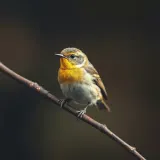 Warbler Rapid Song Trills sound effect artwork