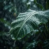 Tropical Downpour sound effect artwork