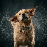 Wet Dog Shaking Off with Collar Jingle sound effect artwork
