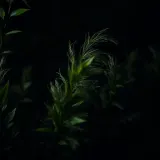 Two Wind Gusts Rustling Through Leaves sound effect artwork