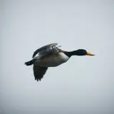 Close up Rapid Bird Wing Flaps sound effect artwork