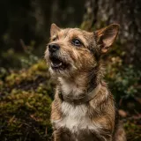 Distant Small Dog Yelp sound effect artwork