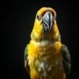 Parrot Squawking Vocal Call sound effect artwork