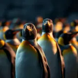 Penguin Colony Squawks and Calls sound effect artwork