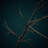 Dry Branches Snapping and Rustling sound effect artwork