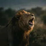Distant Lion Roar Outdoors sound effect artwork