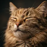 Close Up Cat Purring sound effect artwork