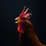 Loud Close up Rooster Crow sound effect artwork