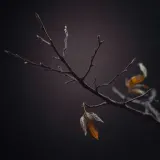 Small Dry Branches Snapping and Crackling sound effect artwork