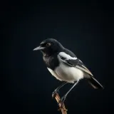 Magpie Chattering Bird Call sound effect artwork
