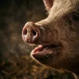 Pig Grunts and Snorts Close Up sound effect artwork
