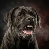Slowed Monster Dog Growl and Pant sound effect artwork