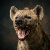 Spotted Hyena Laugh and Yelp sound effect artwork