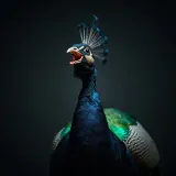 Piercing Peacock Territorial Call sound effect artwork