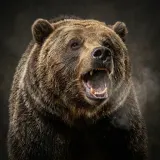 Grizzly Bear Grunts and Roars sound effect artwork
