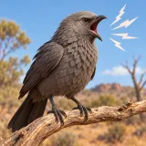 Stylized thumbnail for Harsh Raspy Apostlebird Squawks and Calls