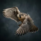Heavy Falcon Wing Flaps sound effect artwork