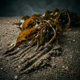 Kelp Dragged Across Gritty Sand sound effect artwork