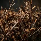 Dry Bush Branches Rustle and Crunch sound effect artwork