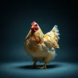 Hen Egg Laying Clucks sound effect artwork