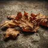 Dry Leaves Dropped on Cement sound effect artwork