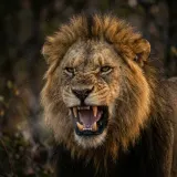 Lion Growls with Wildlife Ambience sound effect artwork